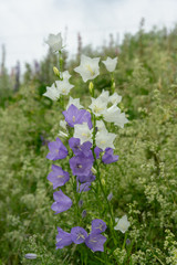 Bell flowers in blue and white growing side by side
