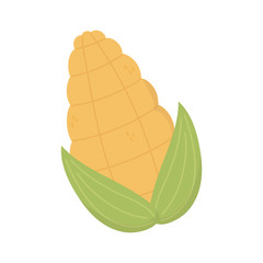 fresh harvest corn on white background