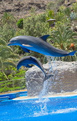Naklejka premium Two dolphins jumping in formation at a display show in Palmitos Park, Gran Canaria