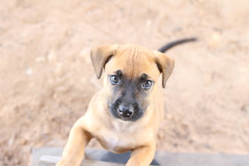 Thai dog lying on the ground