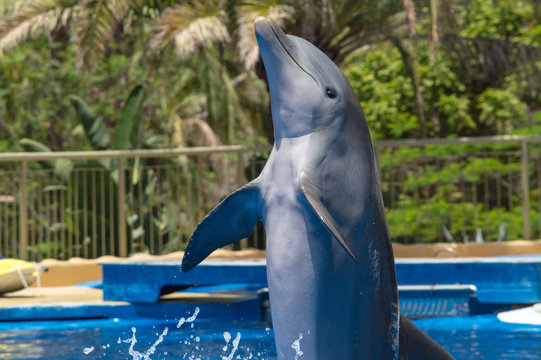 A dolphin reaching from the water at a display show in Palmitos Park, Gran Canaria