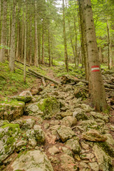 very stony path in forest