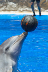 A dolphin balancing a ball at a display show in Palmitos Park, Gran Canaria