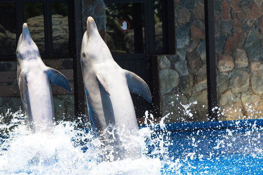 Dolphins reaching out of the water at a display show in Palmitos Park, Gran Canaria