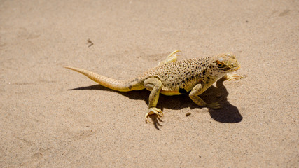 Mojave fringe-toed lizard in the Mojave desert, USA