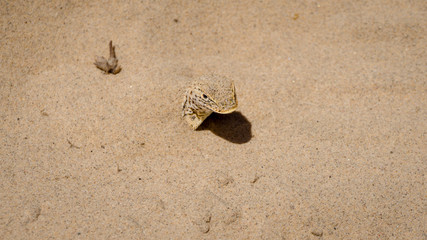 Mojave fringe-toed lizard hiding in the sand in the Mojave desert, USA