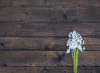 Flower. Spring white blue flowers. Scilla flowers on Dark Brown wooden table. Vintage floral background. Copy space 