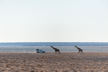 Wide angle shot of two Angolan Giraffes - Giraffa giraffa angolensis- illustrating the vast openness of the plains of Etosha National Park, Namibia.