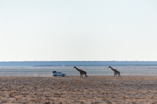 Wide Angle Shot Of Two Angolan Giraffes - Giraffa Giraffa Angolensis- Illustrating The Vast Openness Of The Plains Of Etosha National Park, Namibia.