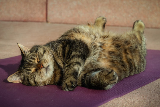 Rundliche getigerte Katze liegt auf dem Rücken auf einer Jogamatte und schläft