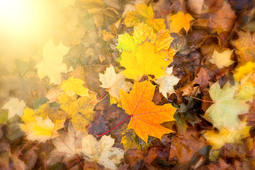 Naklejka na ściany i meble Fallen autumn leaves