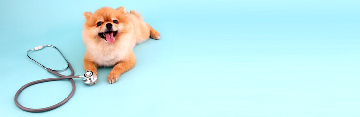 Cute little pomeranian dog with stethoscope as veterinarian on blue background in studio With copy...
