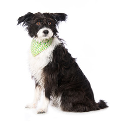 Chinese crested powderpuff dog iwith neckerchief