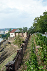 Fototapeta na wymiar Small vineyard in Czech Republic