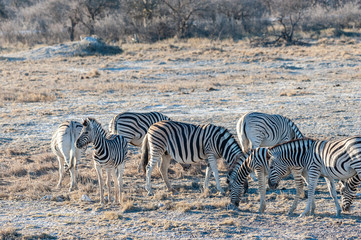 Fototapeta na wymiar A group of Burchell's Plains zebra -Equus quagga burchelli- standing close to each other on the plains of Etosha National Park, Namibia.