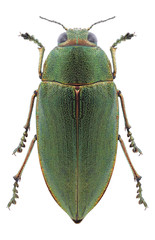 Beetle Perotis chlorana on a white background
