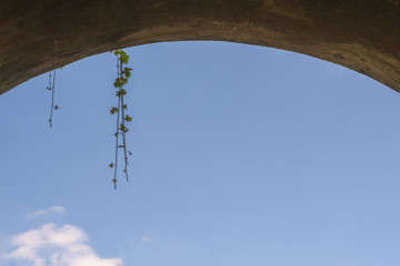 Fototapeta na wymiar leaf hanging from bridge