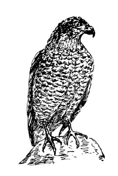 Eagle, predatory bird. Vector illustration, isolated. Hand drawn black sketch.