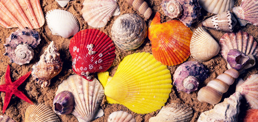 colorful seashells on beach sand. top view