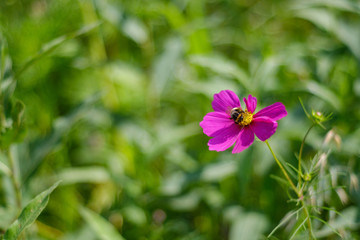 Fototapeta premium purple flower