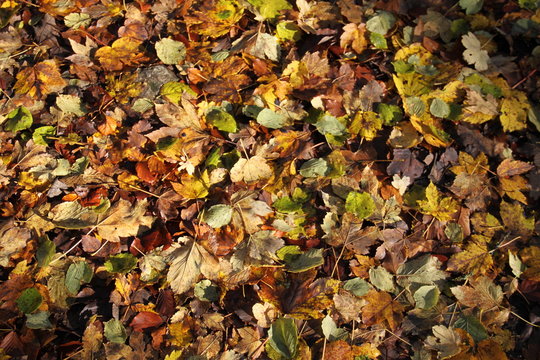Tapis de feuilles