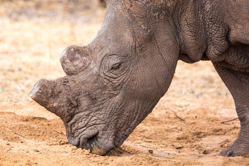 Obraz premium Close up of the head of a white rhinoceros searching for food, Namibia, Africa