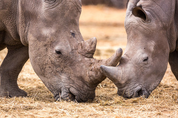 Close up of two white rhinoceros eating grass, Namibia, Africa © Nadine