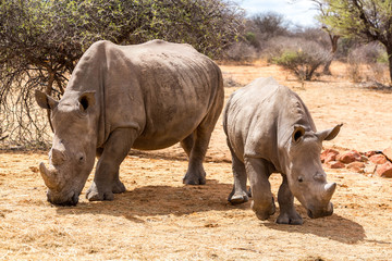 Obraz premium White rhinoceros mother with her offspring walking through the steppe, Namibia, Africa