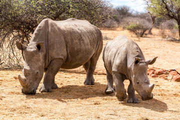 White rhinoceros mother with her offspring walking through the steppe, Namibia, Africa