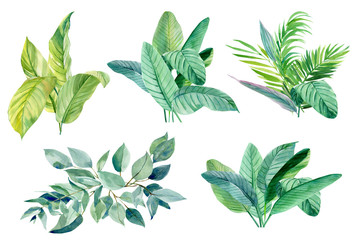 watercolor tropical leaves on isolated white background, palm leaves, eucalyptus