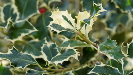 Ilex aquifolium argentea marginata oder Weißbunte Stechpalme 'Argentea Marginata', ein magischer...