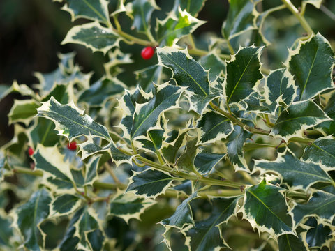 Ilex aquifolium argentea marginata oder Wei&szlig;bunte Stechpalme 'Argentea Marginata', ein magischer Zierstrauch, mit dunkle Gr&uuml;n dornigen bl&auml;tter, gelb blattrand und kleinen roten Steinfr&uuml;chte ab herbst