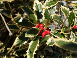 (Ilex aquifolium argentea marginata) Immergrün dornige Stechpalmenblätter mit gelb blattrand und...