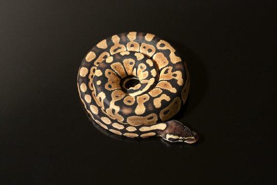 Phyton regius snake on black surface