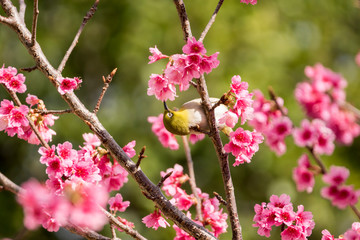 小笠原　ヒカンザクラの枝に止まるオガサワラメジロ