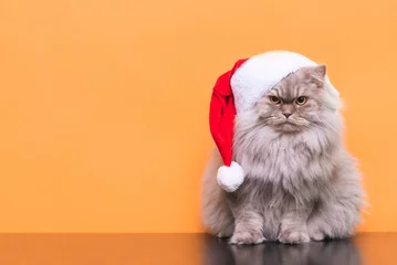 Fototapeten Die süße, flauschige Katze in einer Weihnachtsmütze ist auf einem orangefarbenen Hintergrund isoliert und schaut in die Kamera. Cat Santa in einer Weihnachtsmütze auf einem orangefarbenen Hintergrund. Weihnachtskonzept. Exemplar © bodnarphoto