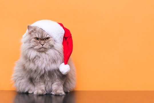 Fluffy cat in a christmas hat on an orange background. Little cat, Santa is sitting on a colored background. New Year's Cat.Pet on a colored background. Copyspace