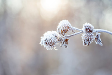Detail Of A Frozen Shrub On A Frosty Winter Morning