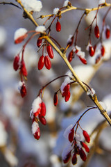 Berries on a rose covered with hoarfrost