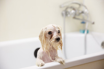 wet dog bathed in the bathroom, at home, grooming salon