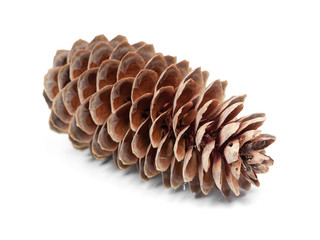Open fir cone isolated
