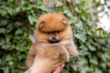 little pomeranian puppy. cute fluffy puppy