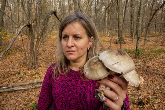 Woman holds in hand a bunch of big mushrooms. Problem of edible or danger poisonous fungus mistake identification. Closeup of autumn forest harvest picking
