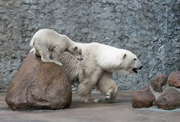 Obraz na płótnie Canvas White polar bears