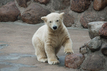 White polar bear