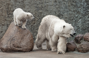 Obraz na płótnie Canvas White polar bears