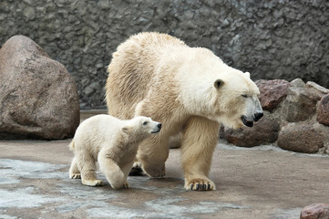 White polar bears