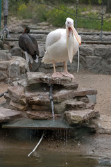 Pelican in the zoo