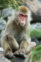 Monkey sitting outdoors on stone