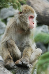Monkey sitting outdoors on stone